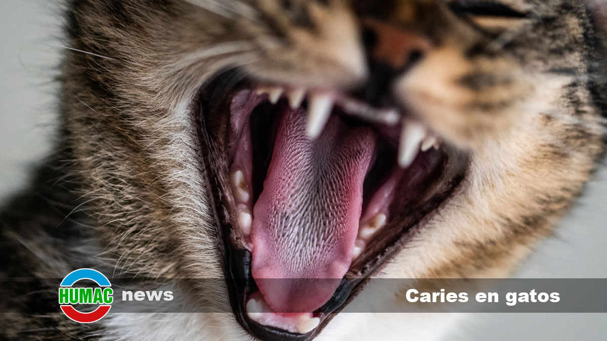 Caries en gatos: Síntomas, prevención y tratamiento