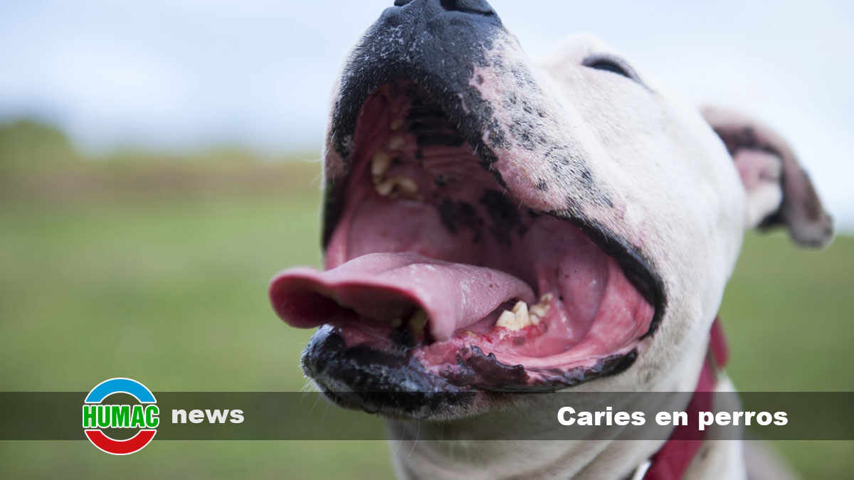 caries en perros