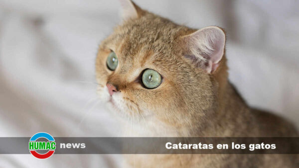 Cataratas en los gatos: Síntomas y tratamiento