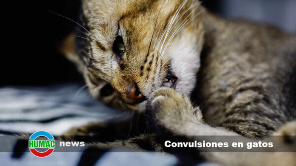 Convulsiones en gatos: Causas y qué hacer