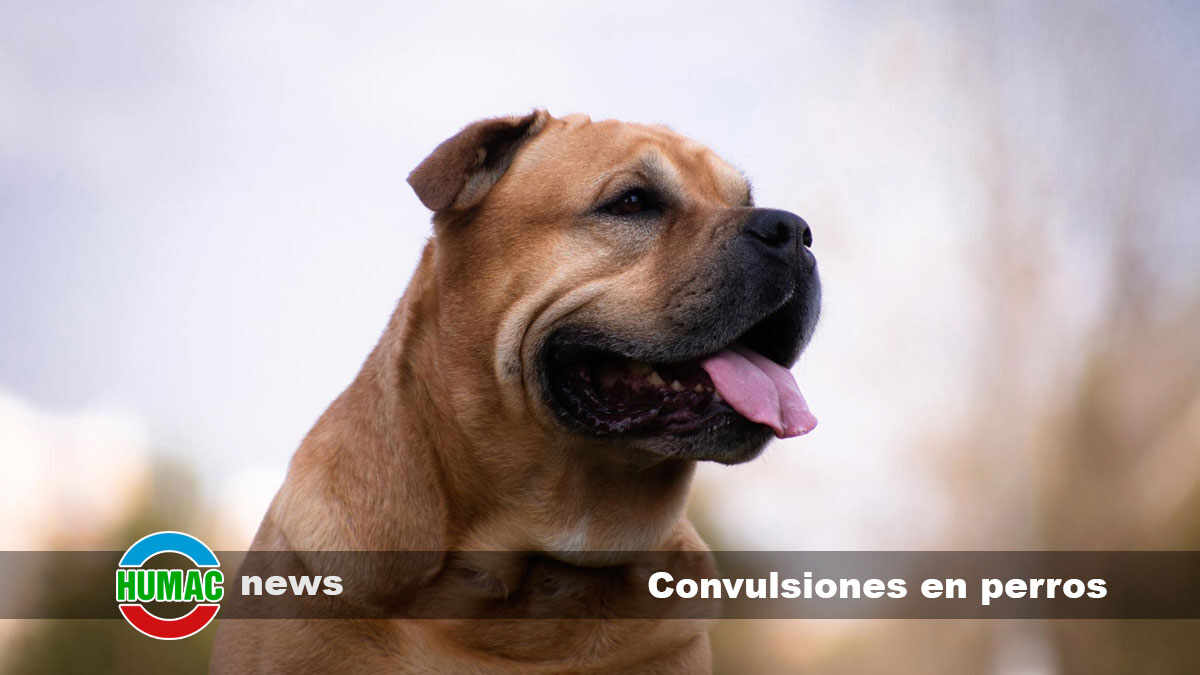 convulsiones en perros