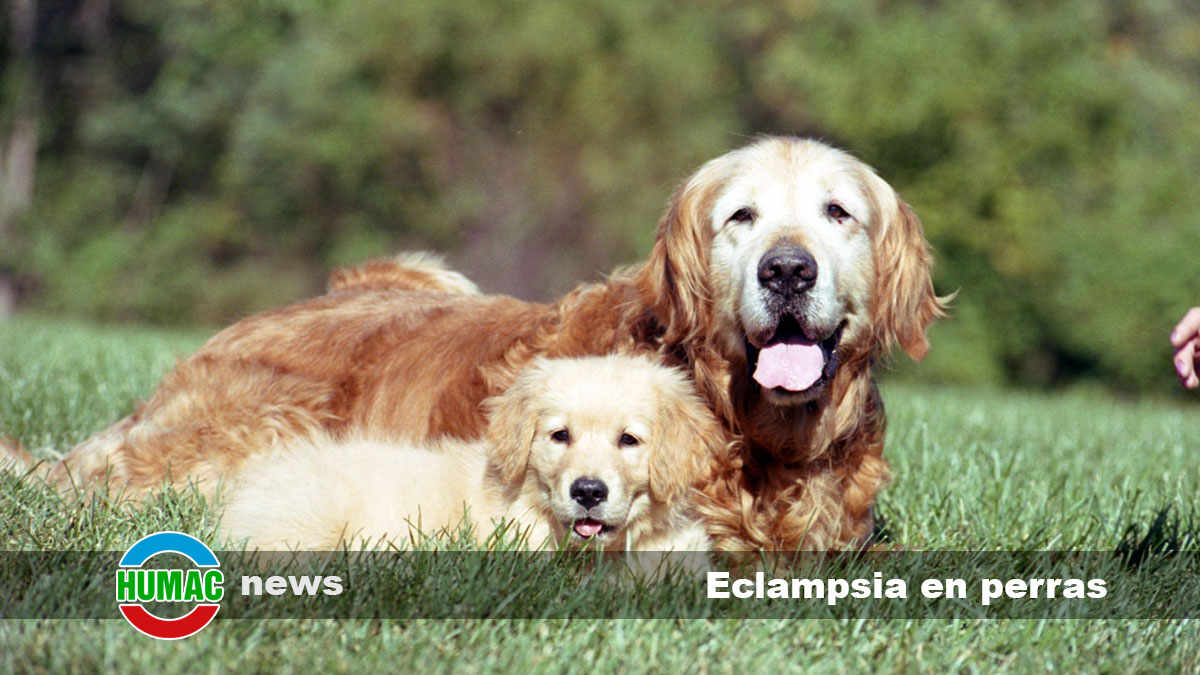 eclampsia en perras