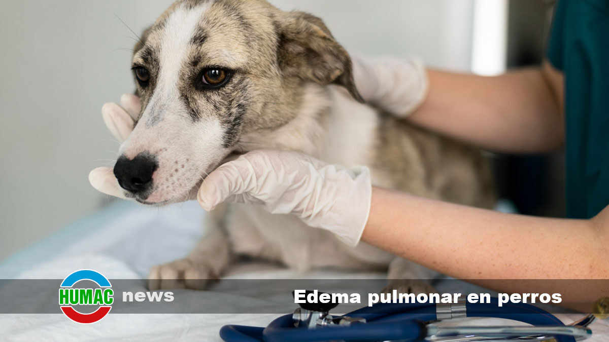 edema pulmonar en perros