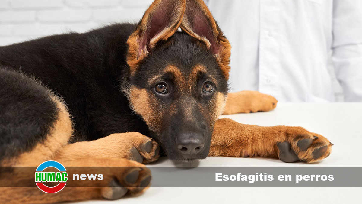 esofagitis en perros