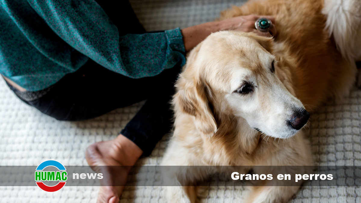 granos en perros