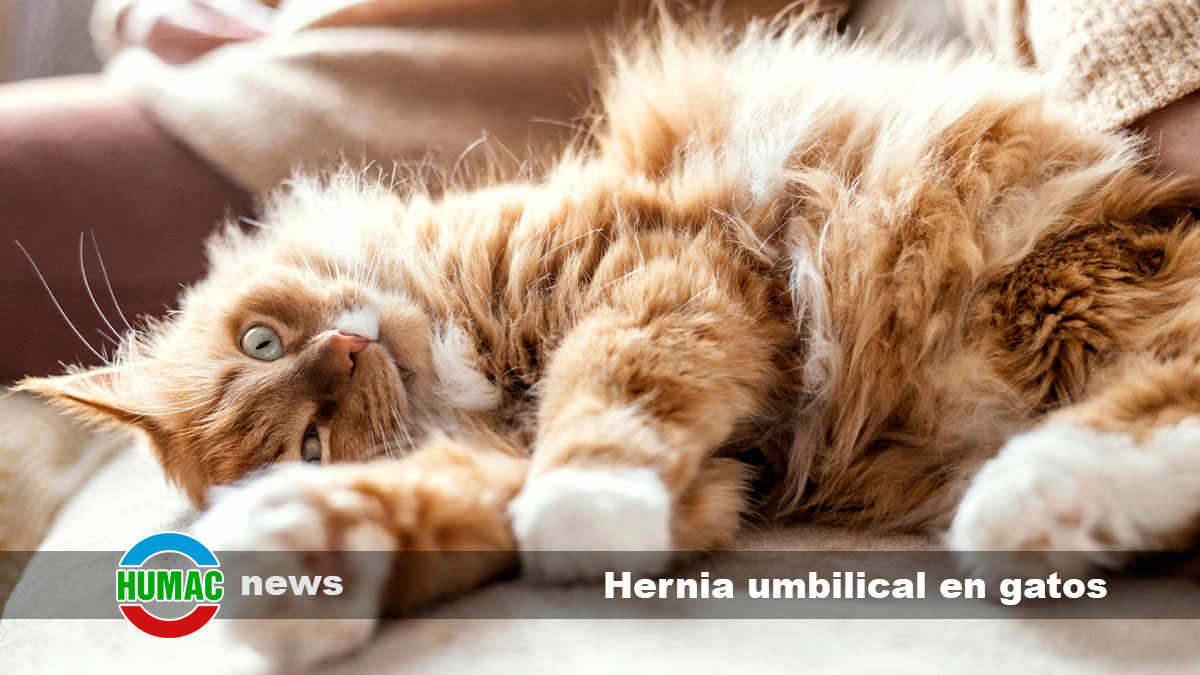 hernia umbilical en gatos