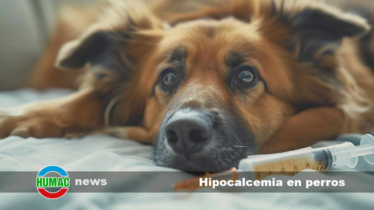 Hipocalcemia en perros: Síntomas, causas y tratamiento