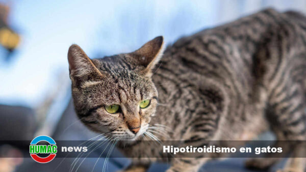 Hipotiroidismo en gatos: Síntomas y tratamiento