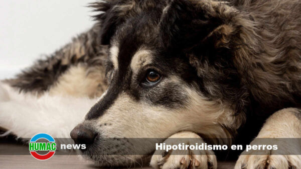 Hipotiroidismo en perros: Síntomas y tratamiento