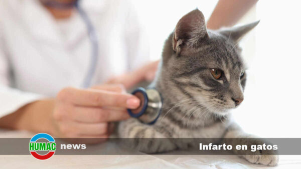 Infarto en gatos: Síntomas y qué hacer