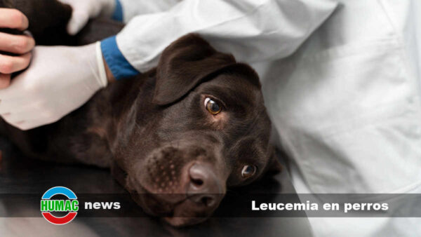 Leucemia en perros: Síntomas y tratamiento