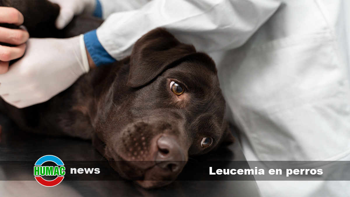 leucemia en perros