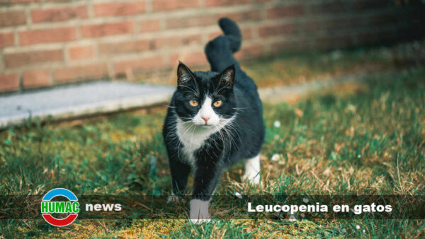 Leucopenia en gatos: Síntomas y tratamiento