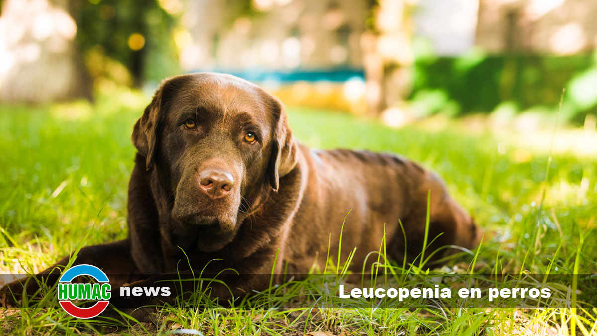 leucopenia en perros