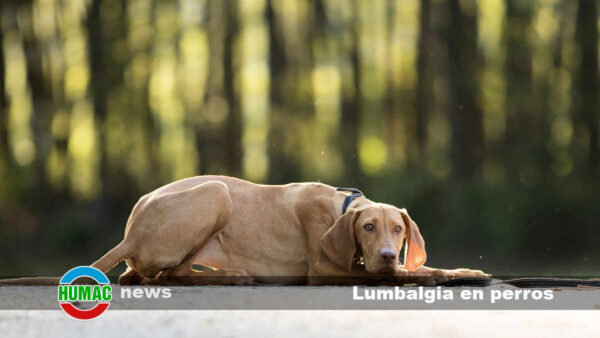 Lumbalgia en perros: Diagnóstico y tratamiento