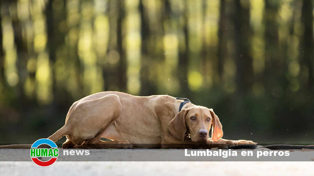 lumbalgia en perros