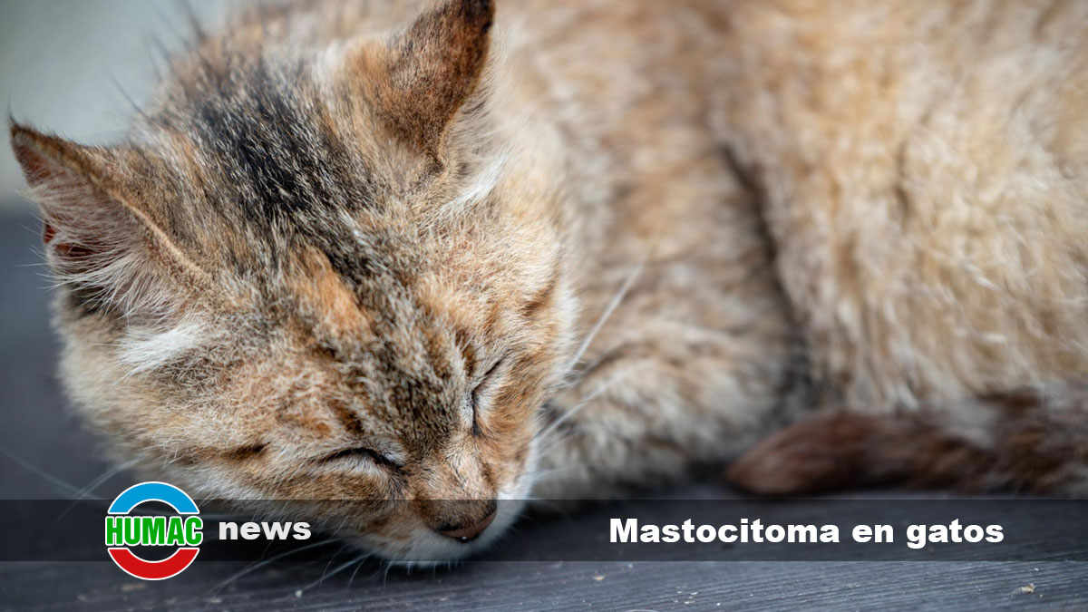 mastocitoma en gatos