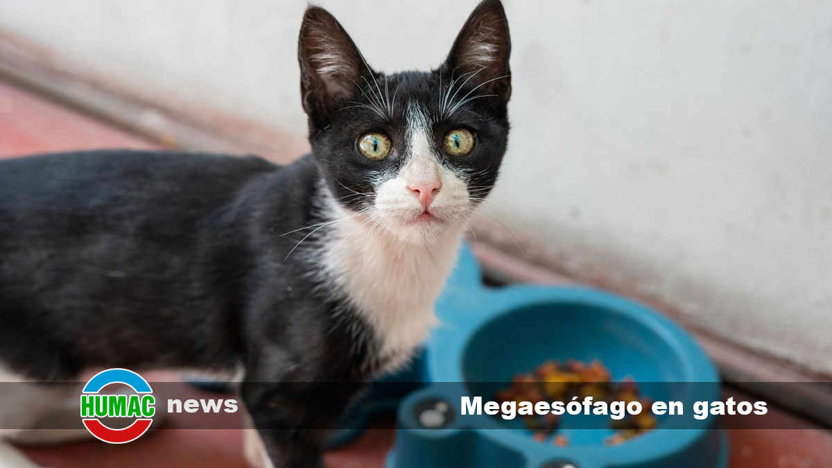 megaesófago en gatos