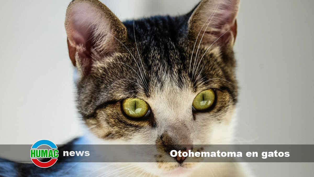 Otohematoma en gatos: Causas y tratamiento