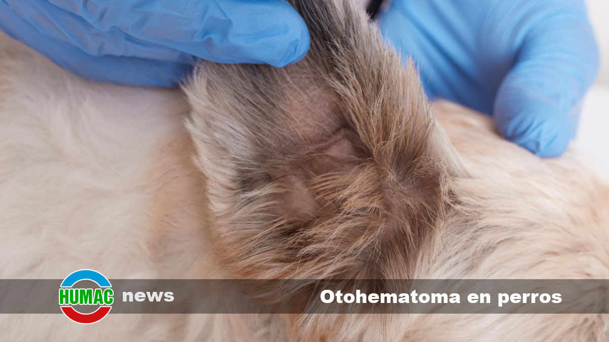 otohematoma en perros