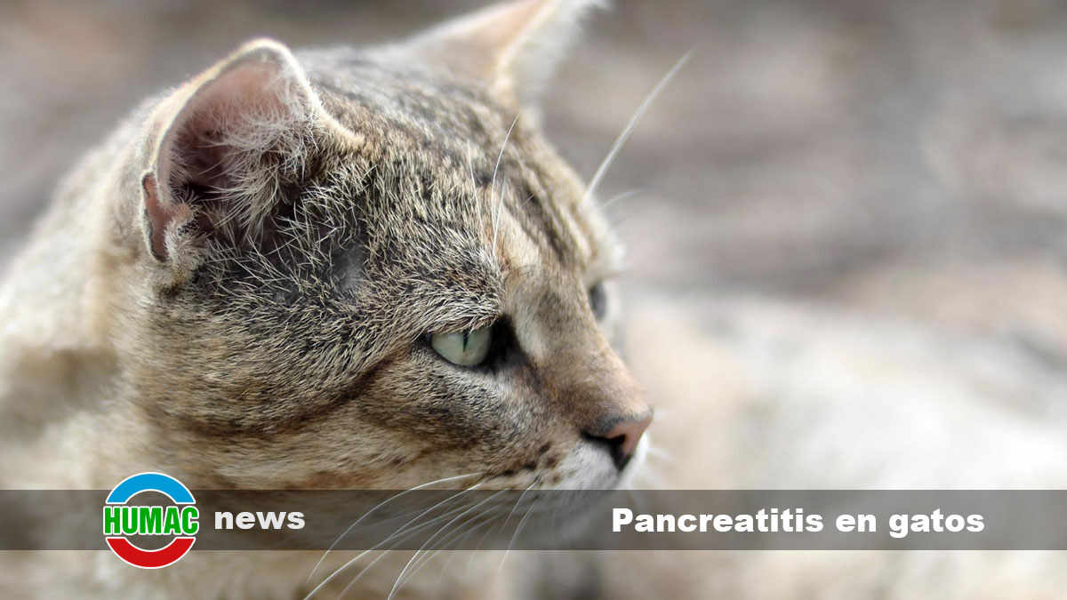 pancreatitis en gatos