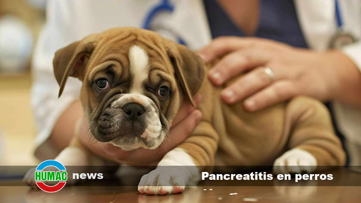 pancreatitis en perros