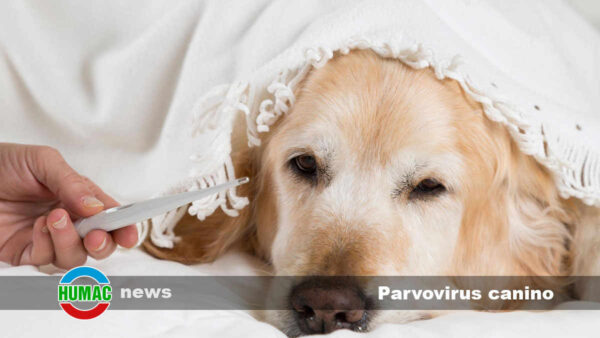 Parvovirus canino: Síntomas, contagio y tratamiento