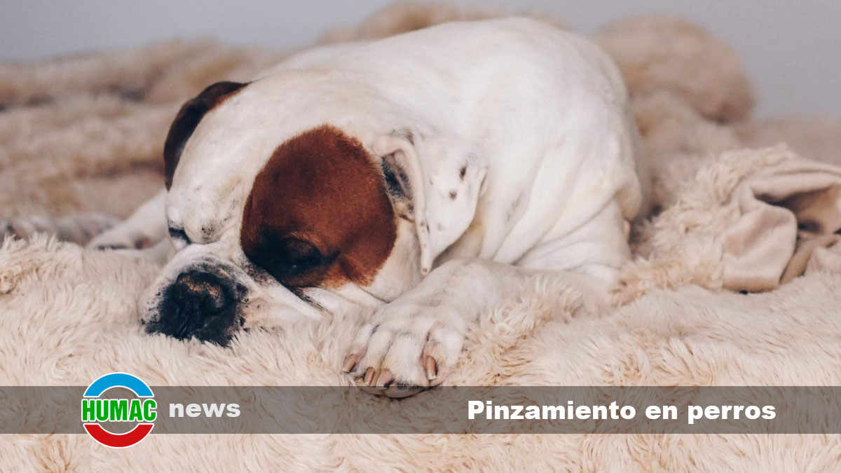 pinzamiento en perros