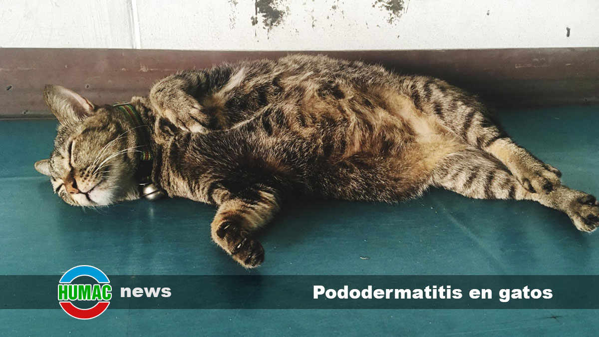 pododermatitis en gatos