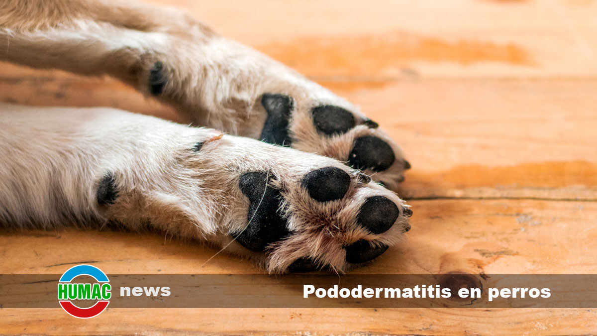 pododermatitis en perros