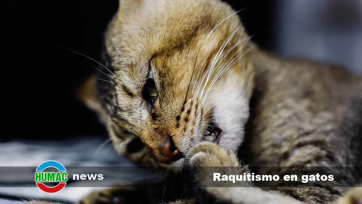 raquitismo en gatos