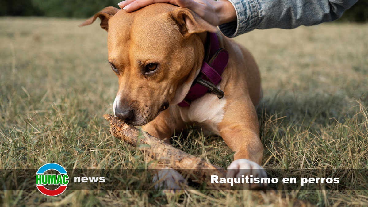 raquitismo en perros