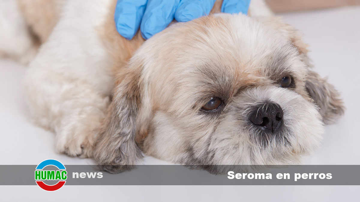 seroma en perros