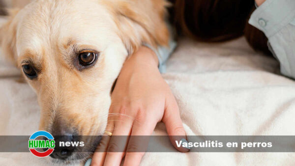 Vasculitis en perros: Causas, síntomas y tratamiento