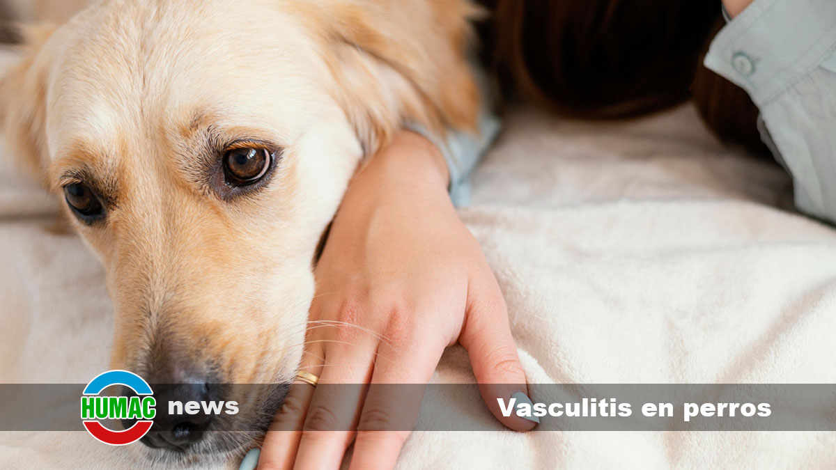 vasculitis en perros