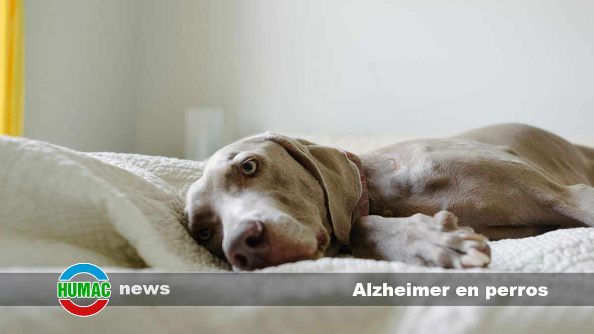 alzheimer en perros