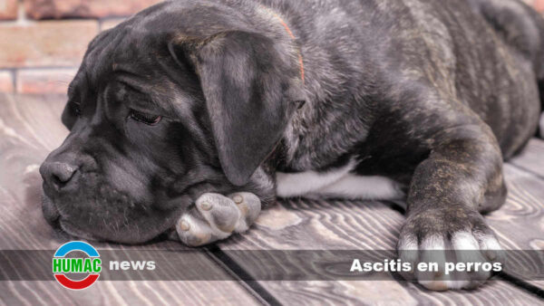 Ascitis en perros: Causas, diagnóstico y tratamientos