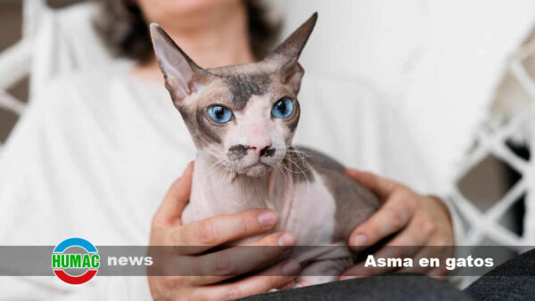 Asma en gatos: Qué es, causas, síntomas y cómo tratarlo