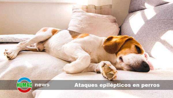 Ataques epilépticos en perros: Causas, síntomas y tratamiento