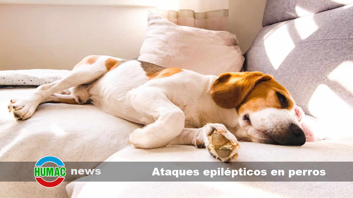 ataques epilépticos en perros