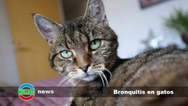 Bronquitis en gatos: Causas, síntomas y tratamiento