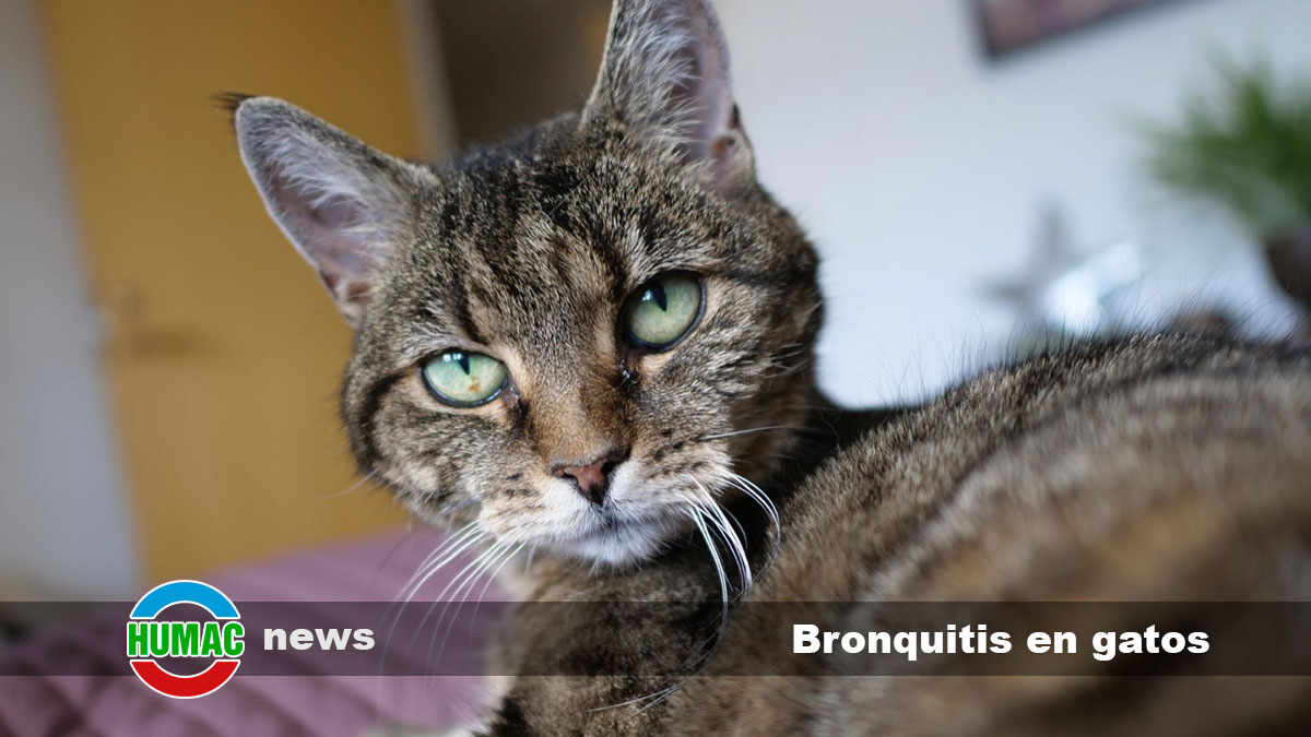 bronquitis en gatos