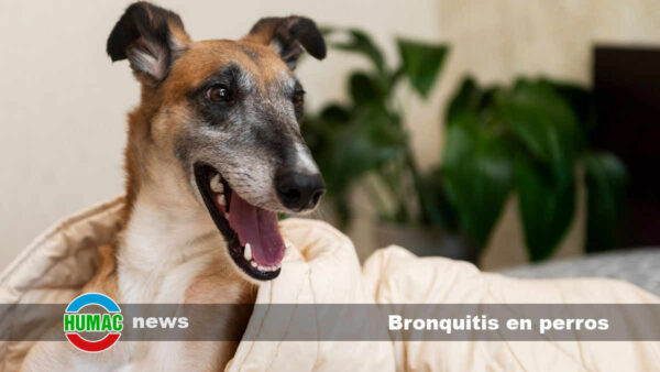 Bronquitis en perros: Causas, síntomas y tratamiento