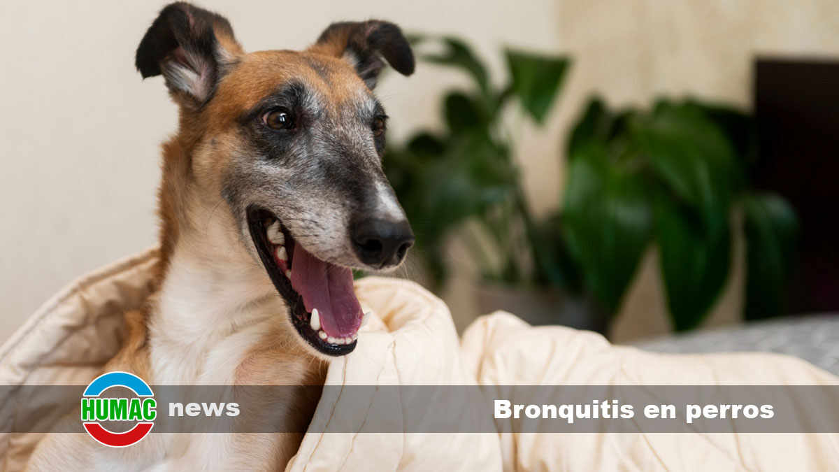 bronquitis en perros