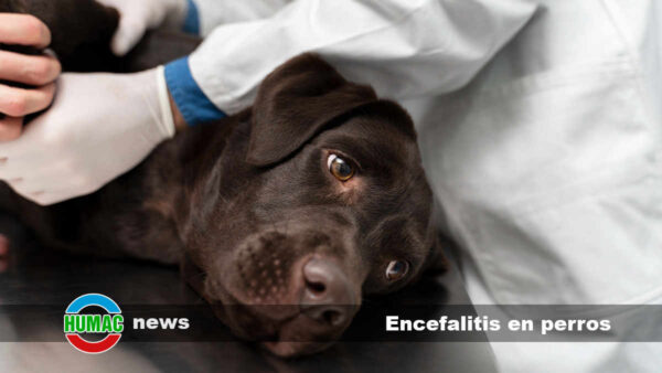 Encefalitis en perros: Tipos, síntomas y tratamiento