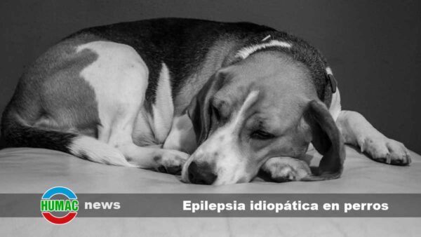 Epilepsia idiopática en perros: Síntomas, causas y tratamiento