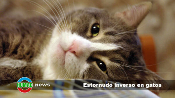 Estornudo inverso en gatos: Causas, síntomas y tratamiento