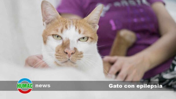 Gato con epilepsia: Síntomas, tratamiento y qué hacer