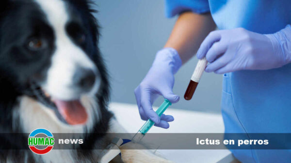 Ictus en perros: Causas, síntomas y tratamiento