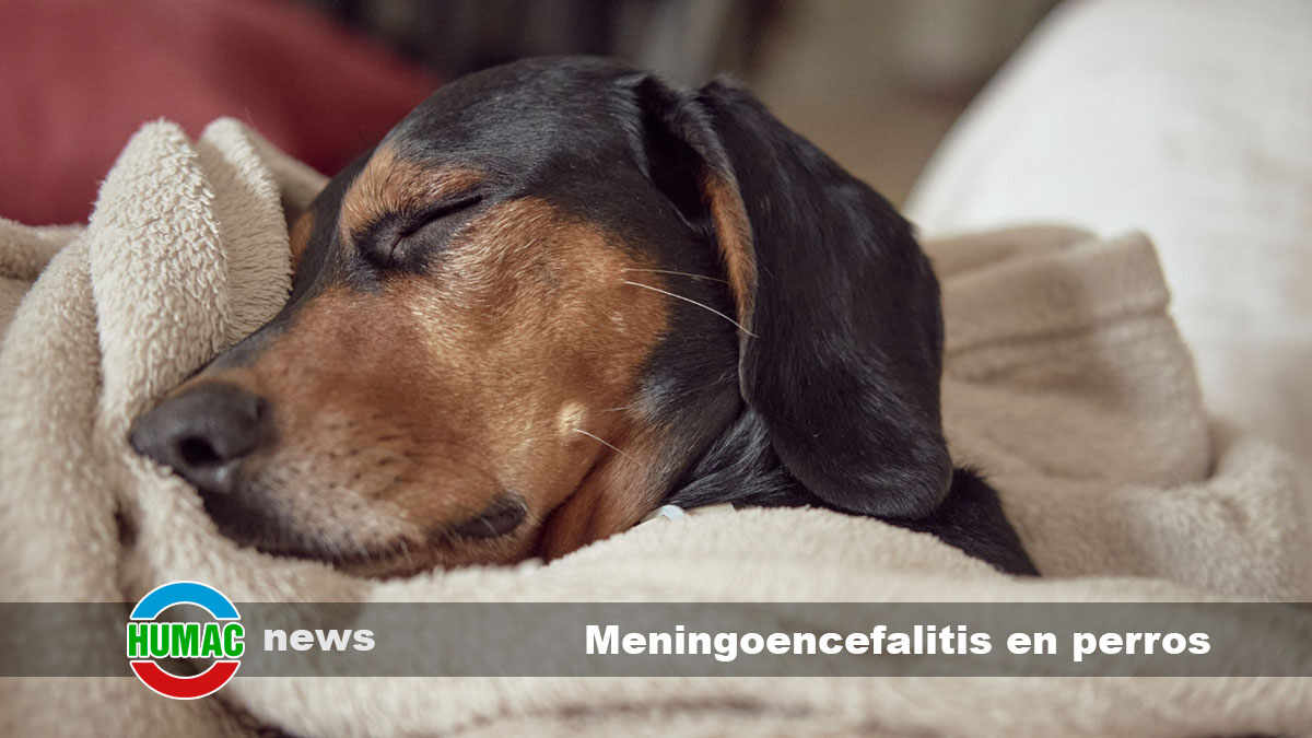 meningoencefalitis en perros